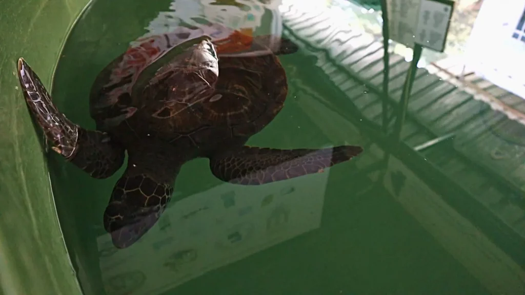 Rehabilitating loggerhead turtle at turtle hospital Iztuzu beach in Dalyan Turkey