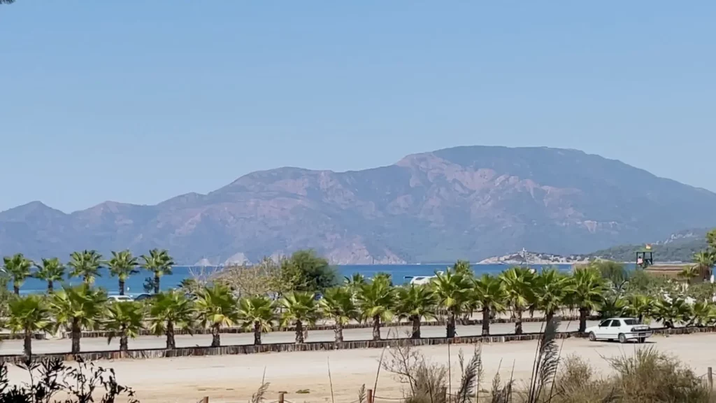 rows of palm trees at Iztuzu Beach in Dalyan Turkey