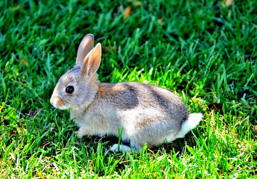 A rabbit grazing on grass, symbolizing the pet-like image that contributes to the cultural taboo around eating rabbit meat.