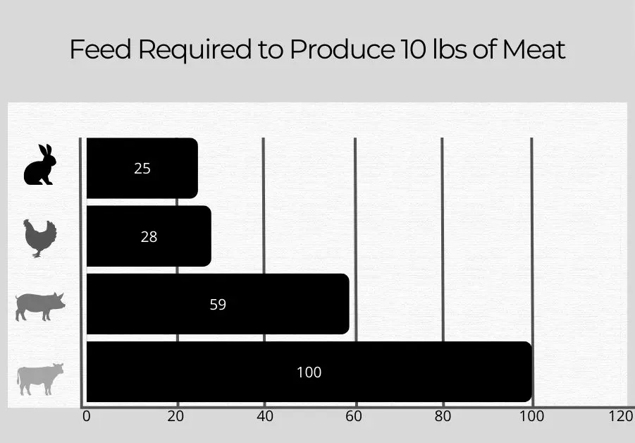 Bar chart comparing the amount of feed required to produce 10 lbs of meat from rabbit, chicken, pork, and beef. Rabbit requires the least, followed by chicken, with pork and beef requiring significantly more.