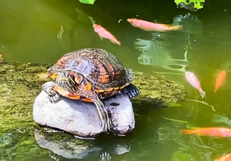 Turtle resting on a rock beside small koi fish in the garden pond at Gubat QC